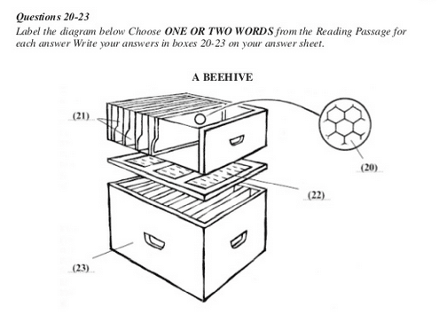 ielts-reading-beehive